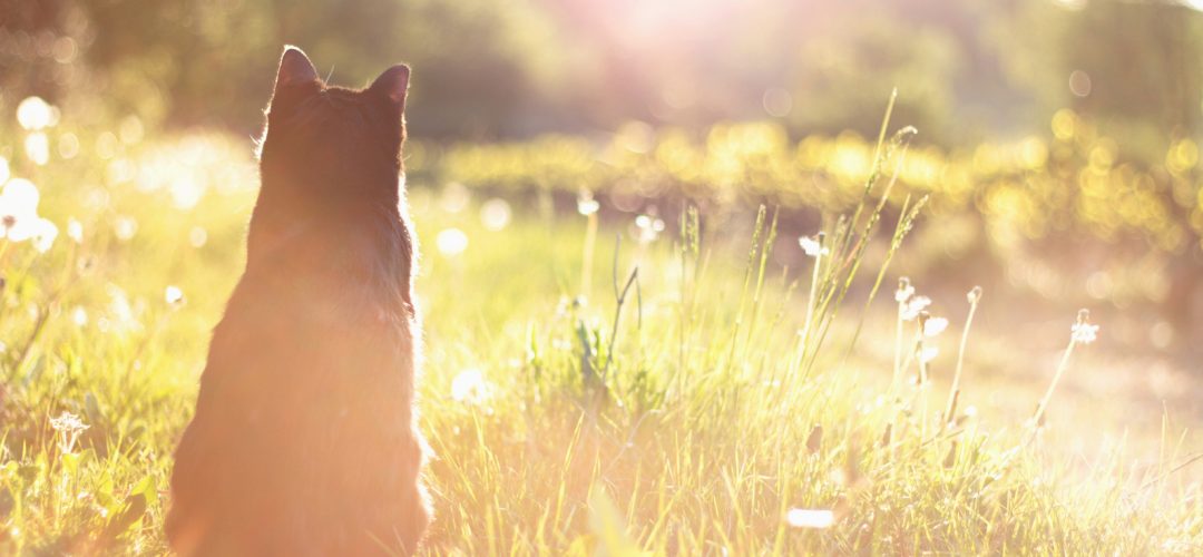 Soins énergétiques animaux